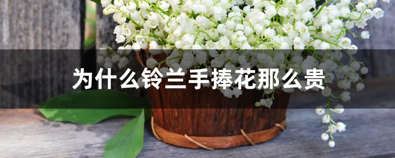 为什么铃兰手捧花那么贵 为什么铃兰手捧花那么贵