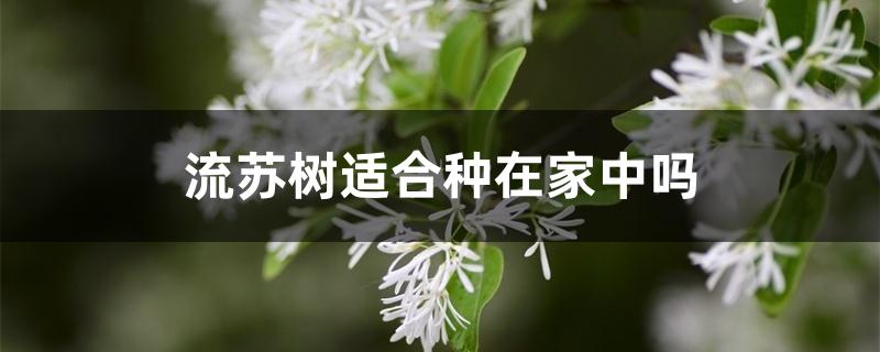 流苏树适合种在家中吗 流苏树适合种在家中吗