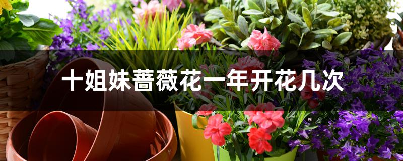 十姐妹蔷薇花一年开花几次 十姐妹蔷薇花一年开花几次