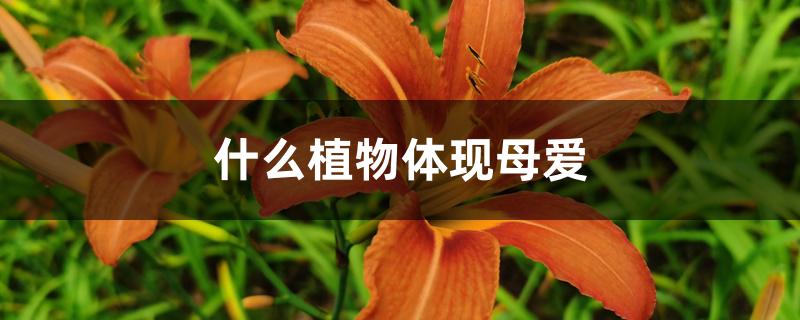 什么植物体现母爱 什么植物体现母爱