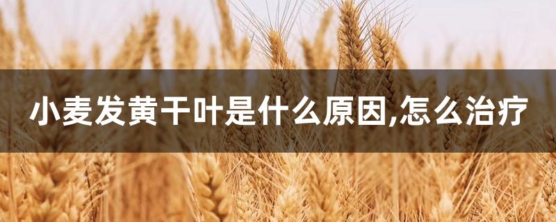 小麦发黄干叶是什么原因,怎么治疗 小麦发黄干叶是什么原因,怎么治疗