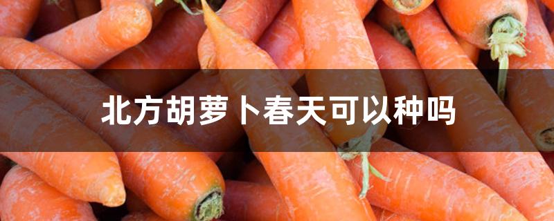北方胡萝卜春天可以种吗 北方胡萝卜春天可以种吗