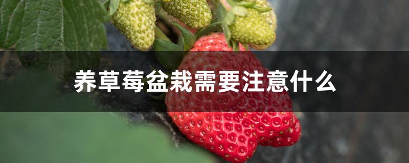 养草莓盆栽需要注意什么 养草莓盆栽需要注意什么