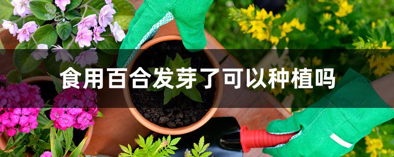 食用百合发芽了可以种植吗 食用百合发芽了可以种植吗