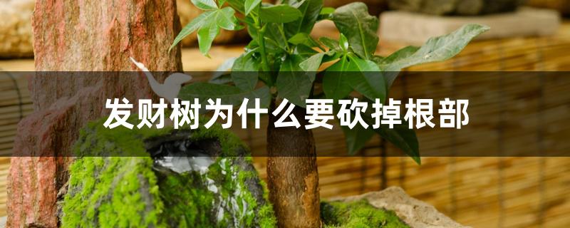 发财树为什么要砍掉根部 发财树为什么要砍掉根部