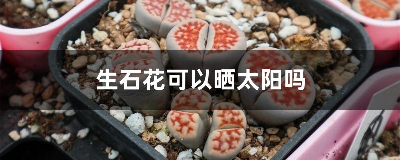 生石花可以晒太阳吗