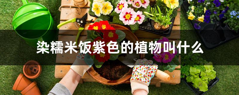 染糯米饭紫色的植物叫什么 染糯米饭紫色的植物叫什么