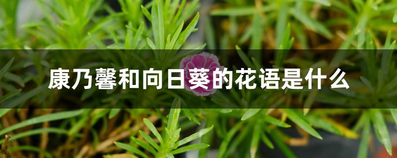 康乃馨和向日葵的花语是什么 康乃馨和向日葵的花语是什么