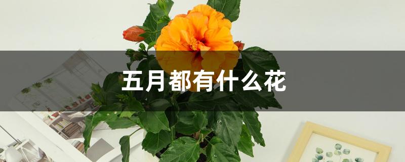 五月都有什么花 五月都有什么花
