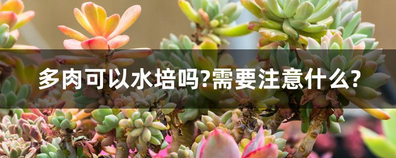 多肉可以水培吗?需要注意什么? 多肉可以水培吗?需要注意什么?