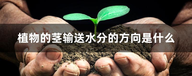 植物的茎输送水分的方向是什么 植物的茎输送水分的方向是什么