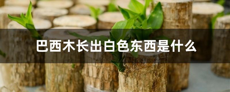 巴西木长出白色东西是什么 巴西木长出白色东西是什么