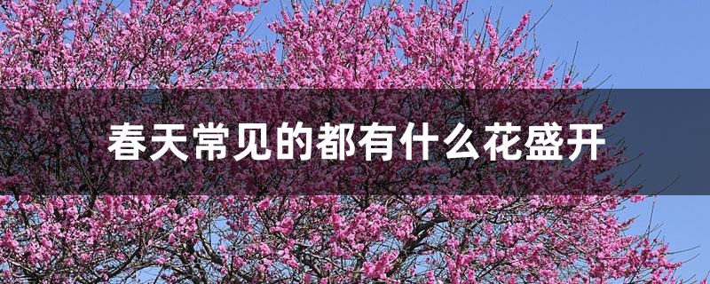 春天常见的都有什么花盛开 春天常见的都有什么花盛开