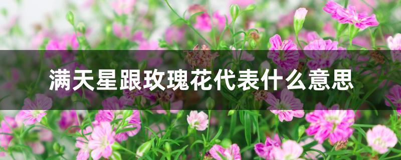 满天星跟玫瑰花代表什么意思 满天星跟玫瑰花代表什么意思