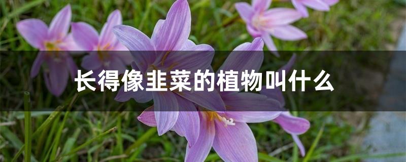 长得像韭菜的植物叫什么 长得像韭菜的植物叫什么