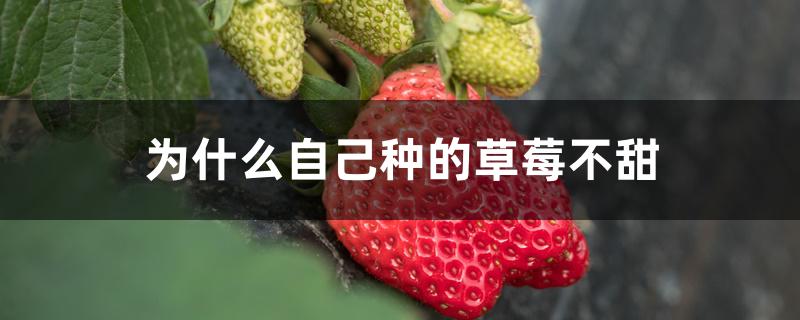为什么自己种的草莓不甜 为什么自己种的草莓不甜
