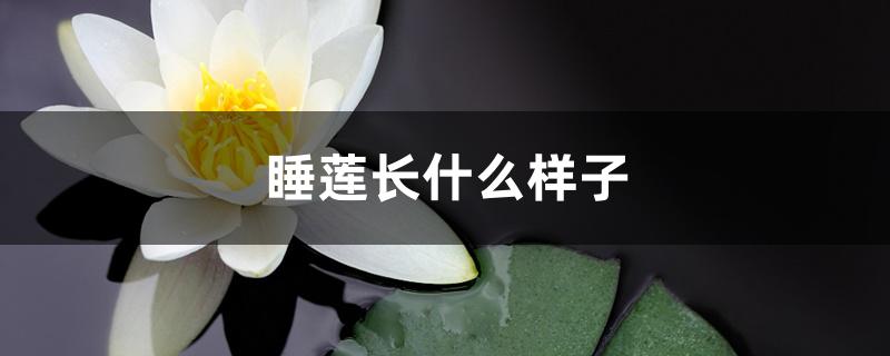 睡莲长什么样子 睡莲长什么样子