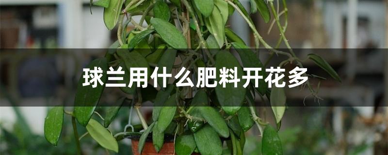 球兰用什么肥料开花多 球兰用什么肥料开花多