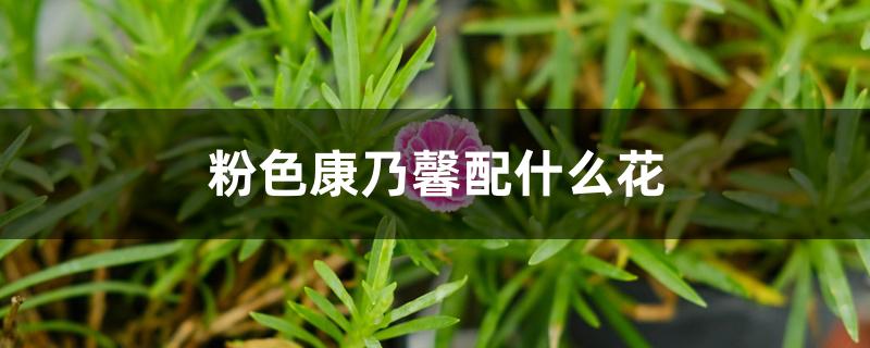 粉色康乃馨配什么花 粉色康乃馨配什么花