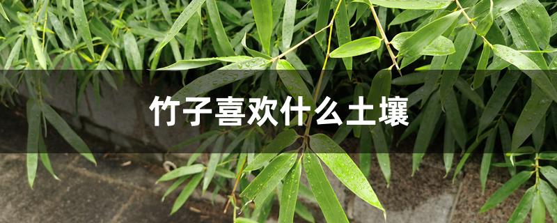 竹子喜欢什么土壤 竹子喜欢什么土壤