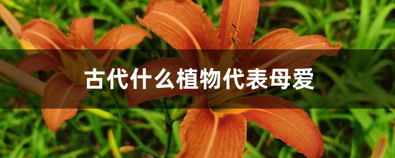 古代什么植物代表母爱 古代什么植物代表母爱