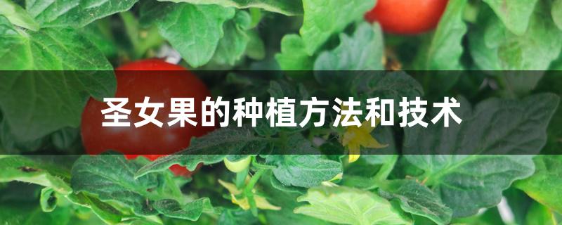 圣女果的种植方法和技术