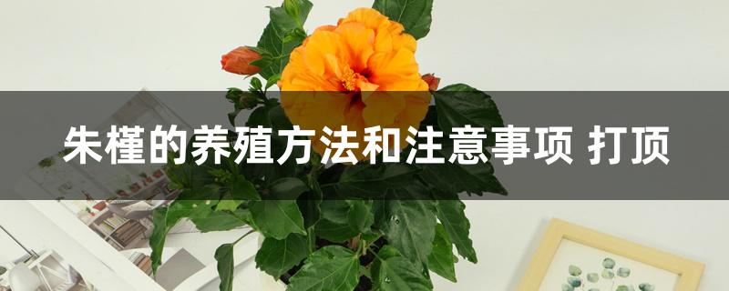 朱槿的养殖方法和注意事项 打顶 朱槿的养殖方法和注意事项 打顶