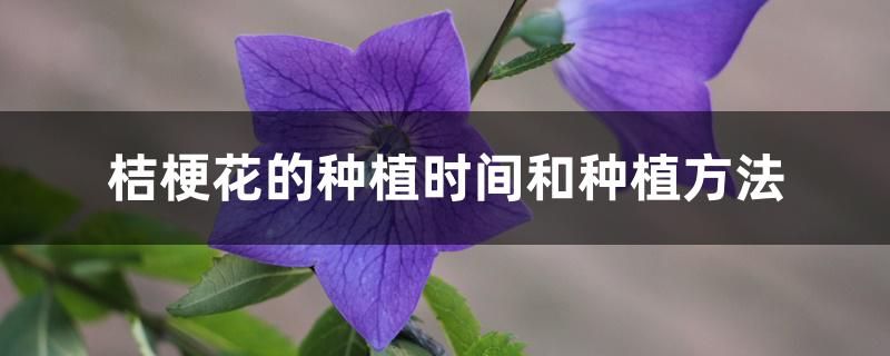 桔梗花的种植时间和种植方法 桔梗花的种植时间和种植方法