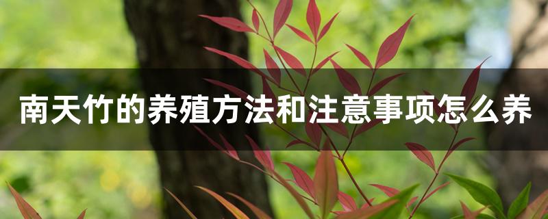 南天竹的养殖方法和注意事项怎么养 南天竹的养殖方法和注意事项怎么养