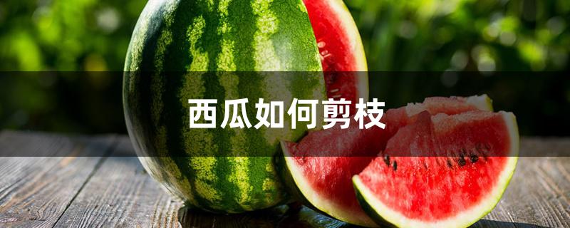 西瓜如何剪枝 西瓜如何剪枝