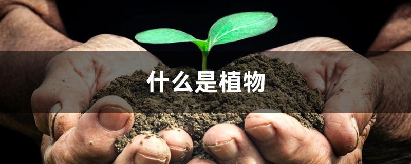 什么是植物 什么是植物