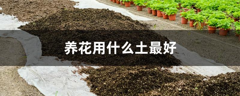 养花用什么土最好 养花用什么土最好
