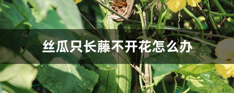 丝瓜只长藤不开花怎么办 丝瓜只长藤不开花怎么办