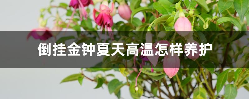 倒挂金钟夏天高温怎样养护 倒挂金钟夏天高温怎样养护