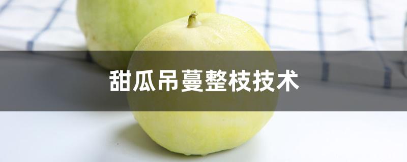 甜瓜吊蔓整枝技术 甜瓜吊蔓整枝技术