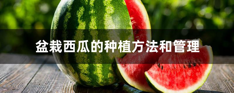 盆栽西瓜的种植方法和管理 盆栽西瓜的种植方法和管理