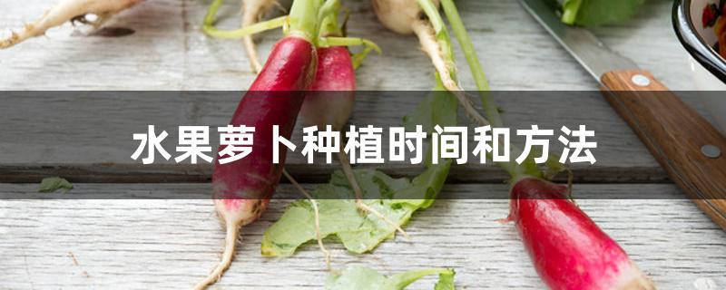 水果萝卜种植时间和方法 水果萝卜种植时间和方法