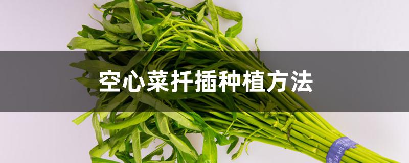 空心菜扦插种植方法