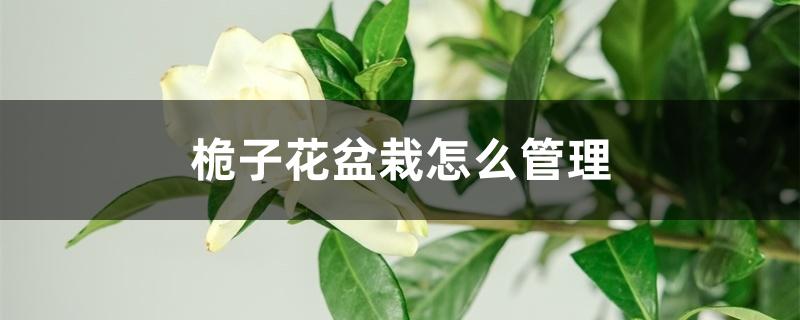 桅子花盆栽怎么管理 桅子花盆栽怎么管理