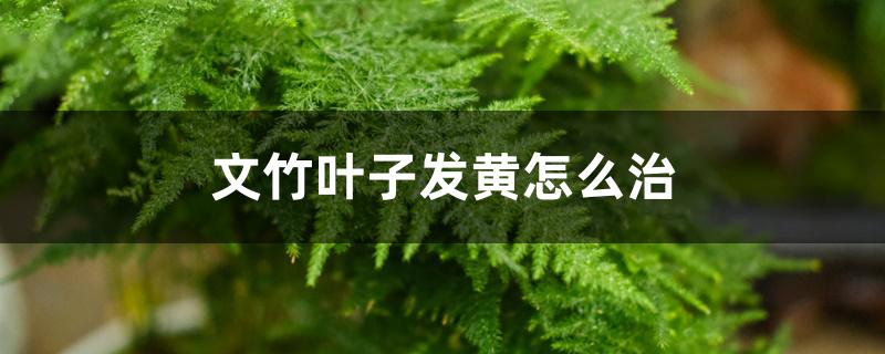 文竹叶子发黄怎么治 文竹叶子发黄怎么治