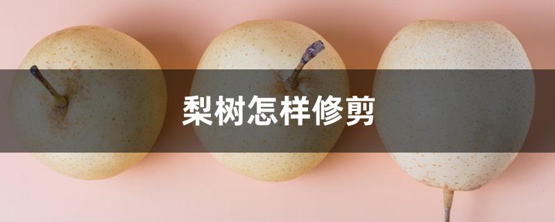 梨树怎样修剪 梨树怎样修剪