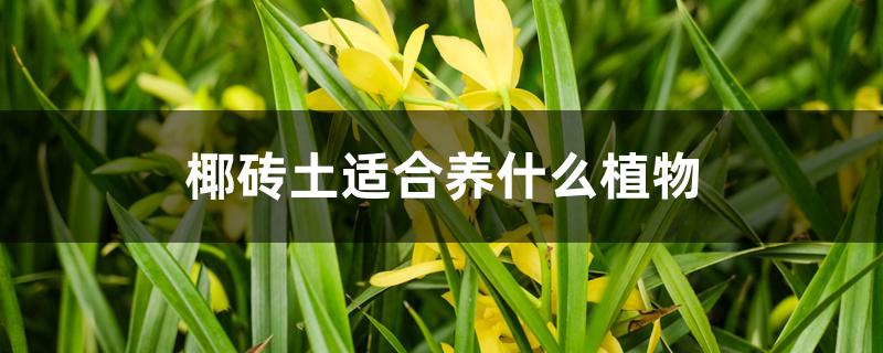 椰砖土适合养什么植物 椰砖土适合养什么植物