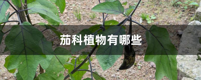 茄科植物有哪些 茄科植物有哪些