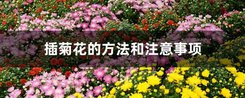 插菊花的方法和注意事项 插菊花的方法和注意事项