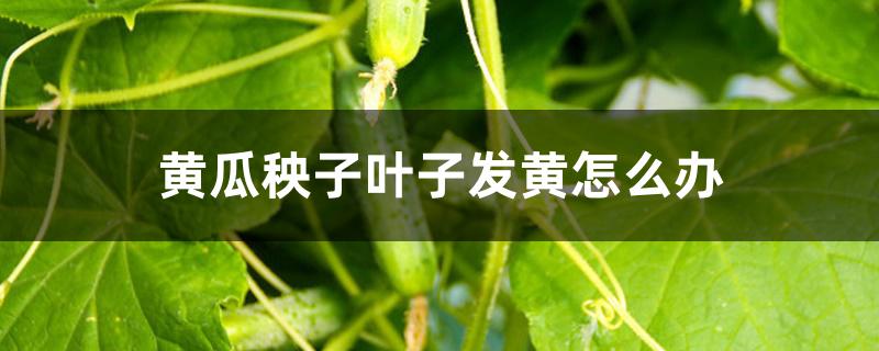 黄瓜秧子叶子发黄怎么办 黄瓜秧子叶子发黄怎么办