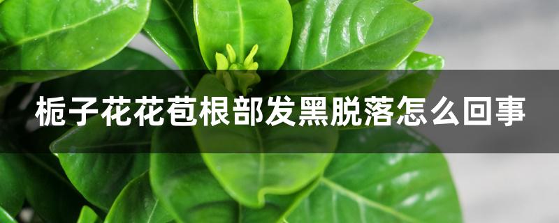 栀子花花苞根部发黑脱落怎么回事 栀子花花苞根部发黑脱落怎么回事