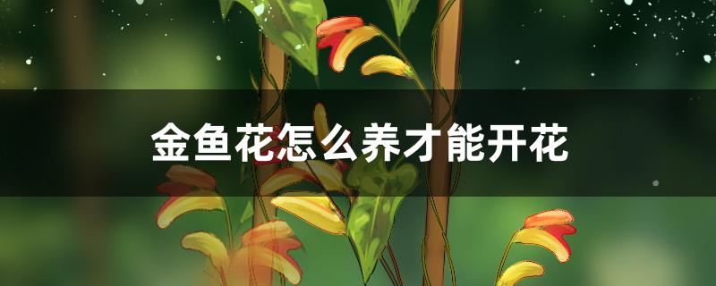 金鱼花怎么养才能开花 金鱼花怎么养才能开花