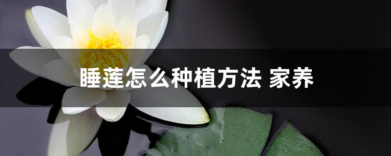 睡莲怎么在家养，水培方法