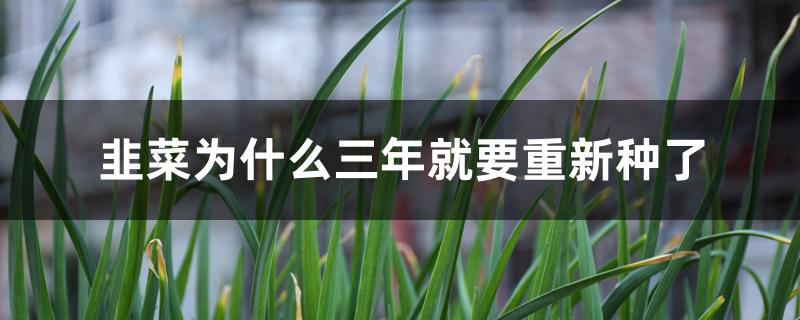 韭菜为什么三年就要重新种了 韭菜为什么三年就要重新种了
