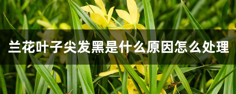 兰花叶子尖发黑是什么原因怎么处理 兰花叶子尖发黑是什么原因怎么处理